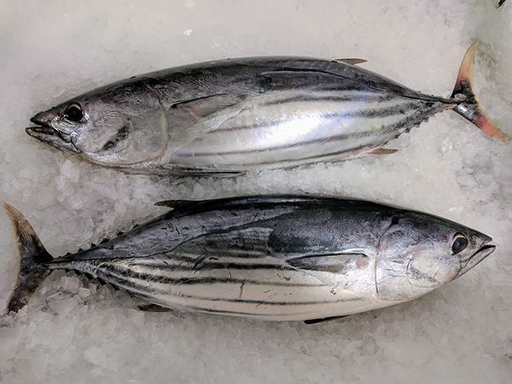 skipjack (1)730px