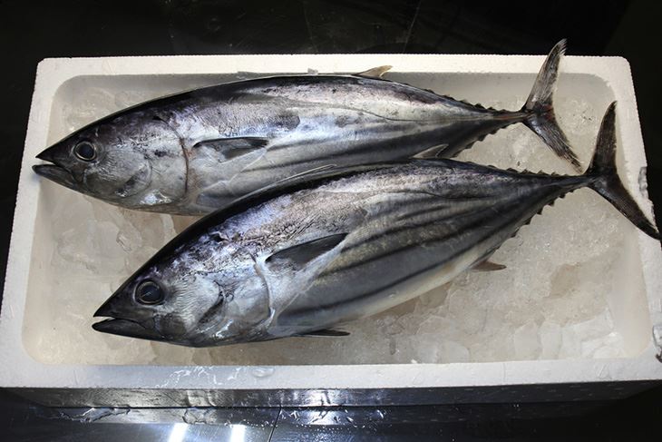 skipjack-tuna730px