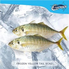 Frozen Yellow Tail Scad