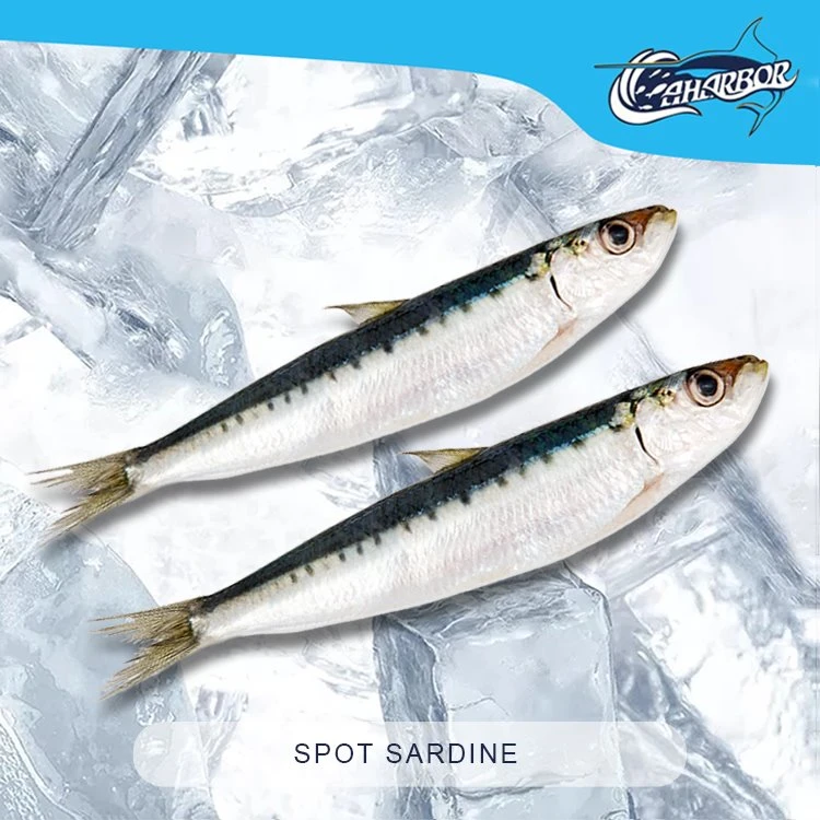 Spot Sardine