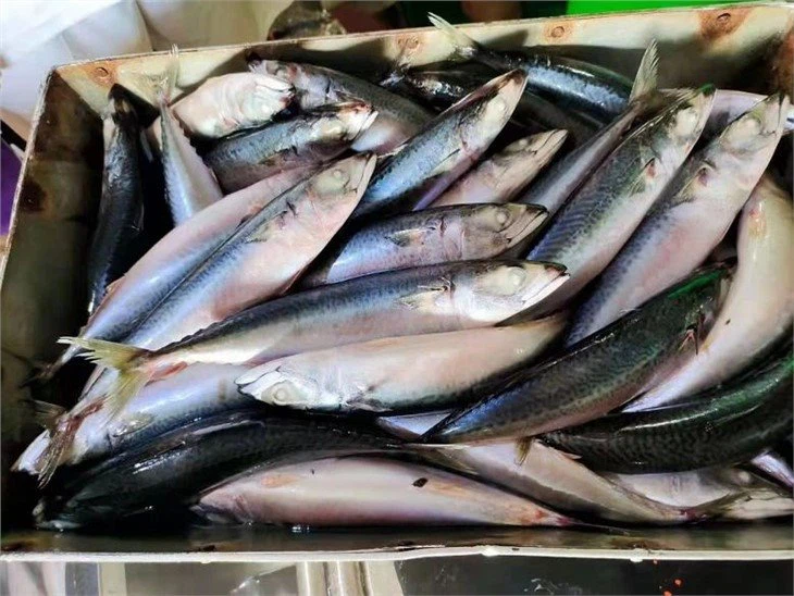 China Blue Mackerel Suppliers, Factory Wholesale Seafood CAHARBOR