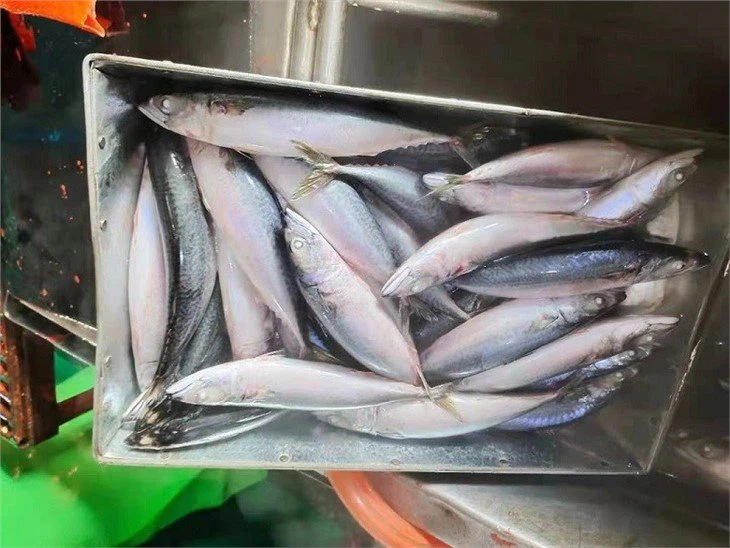 China Blue Mackerel Suppliers, Factory Wholesale Seafood CAHARBOR