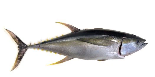 Yellowfin Tuna