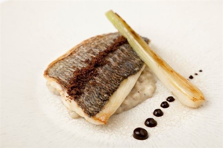Grey Mullet