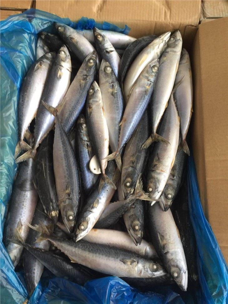 Pacific Jack Mackerel