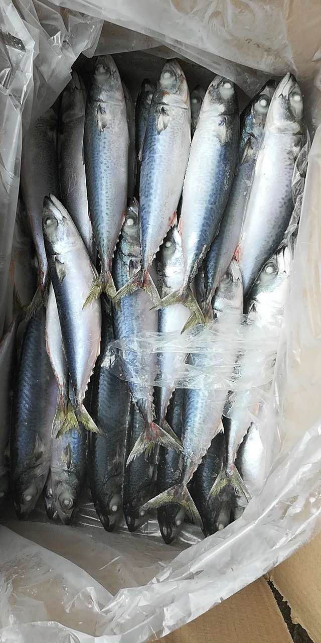 Pacific Jack Mackerel