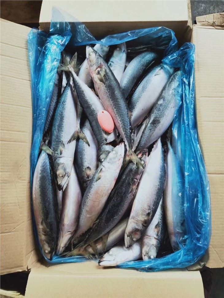 Pacific Jack Mackerel
