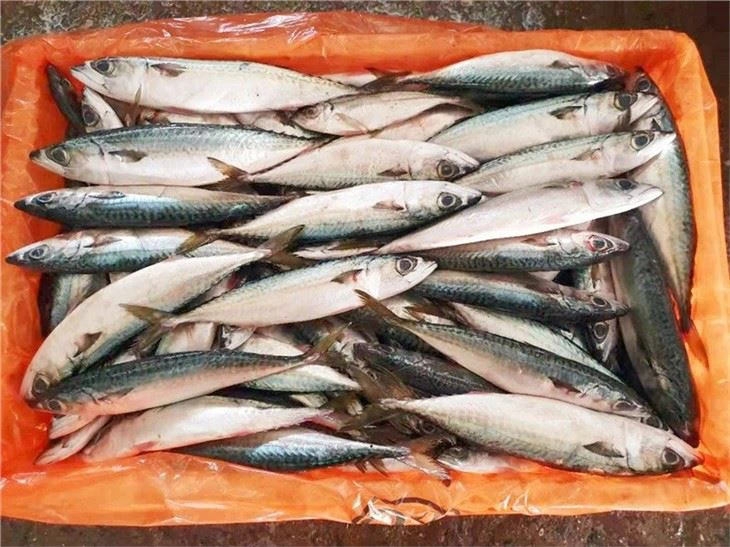 saba-fishs