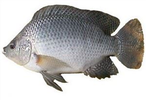 Blue Tilapia