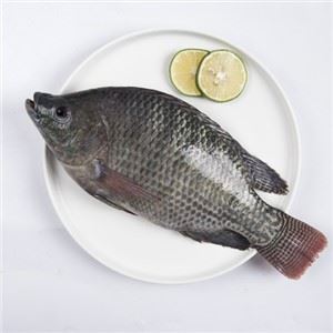 Tilapia Fish