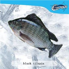 black tilapia