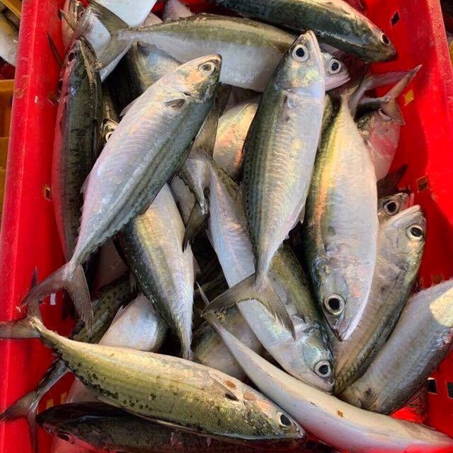 Thailand Indian Mackerel