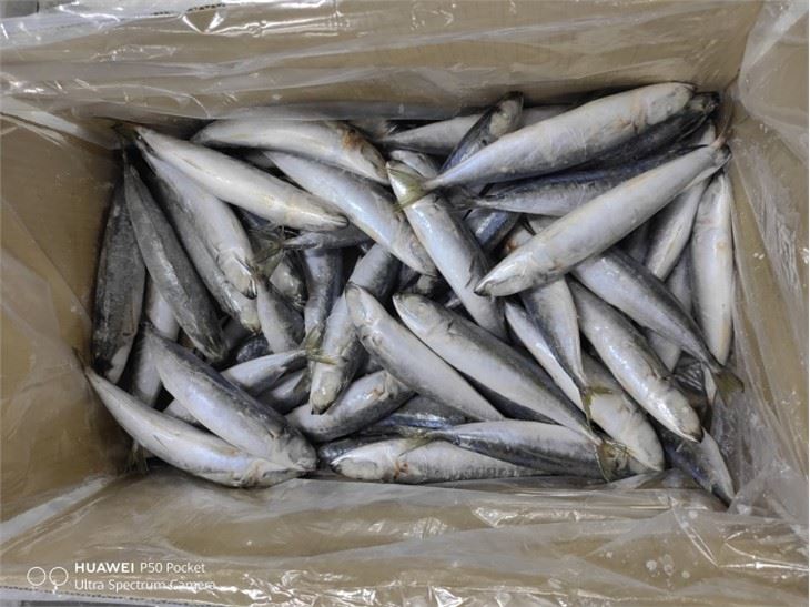 Frozen Fish Layang Scad China Factory