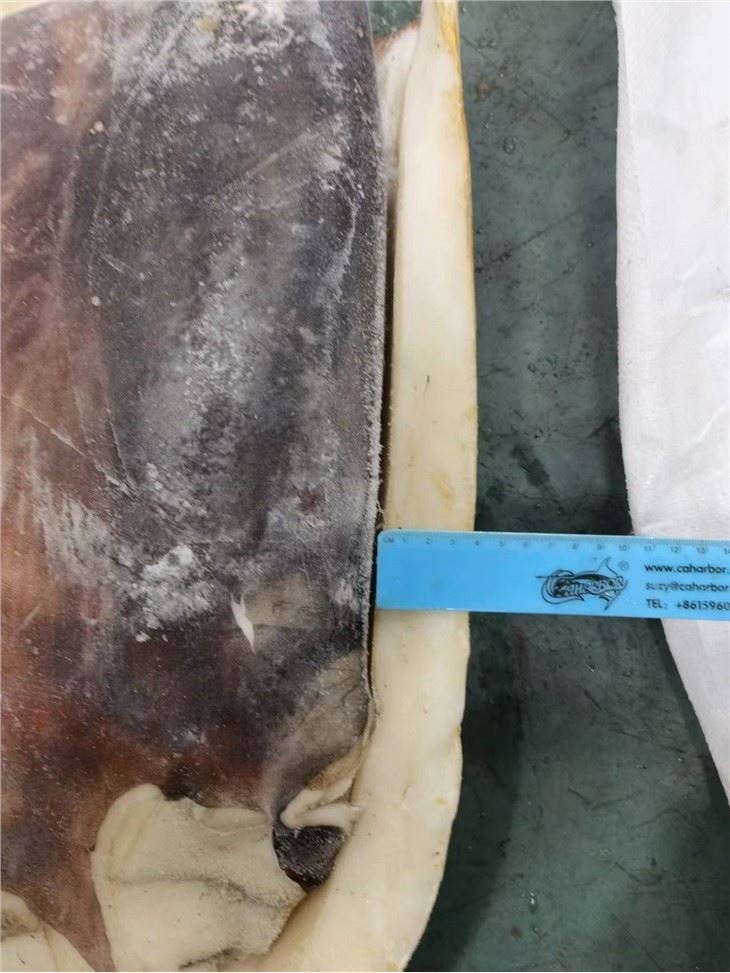 Frozen Giant Squid Fillet Raw Material