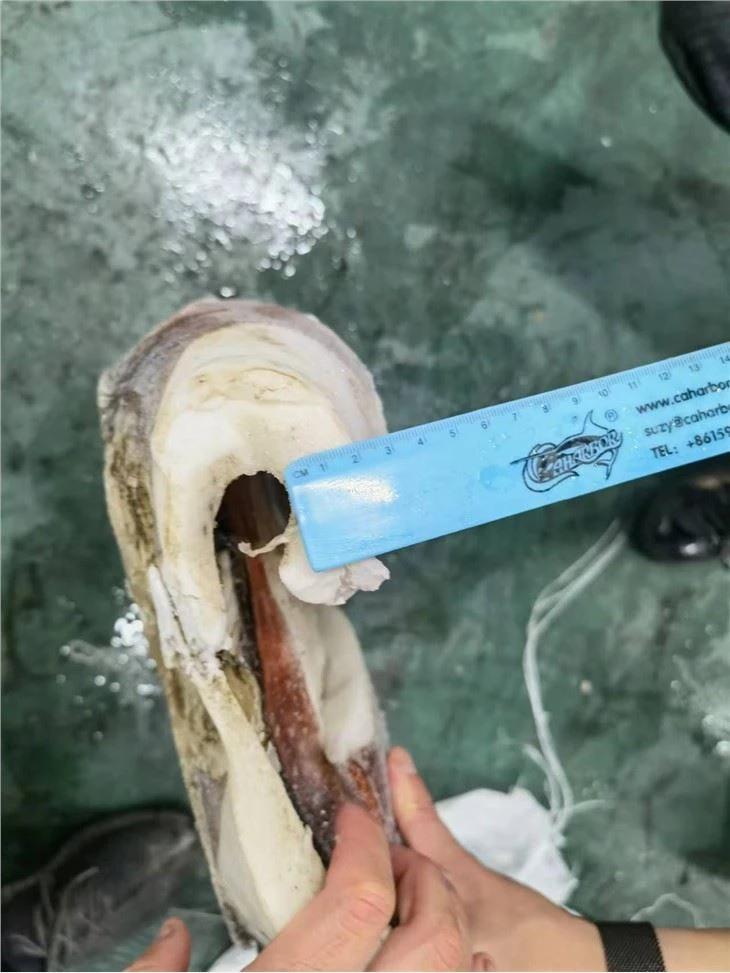 Frozen Giant Squid Fillet Raw Material