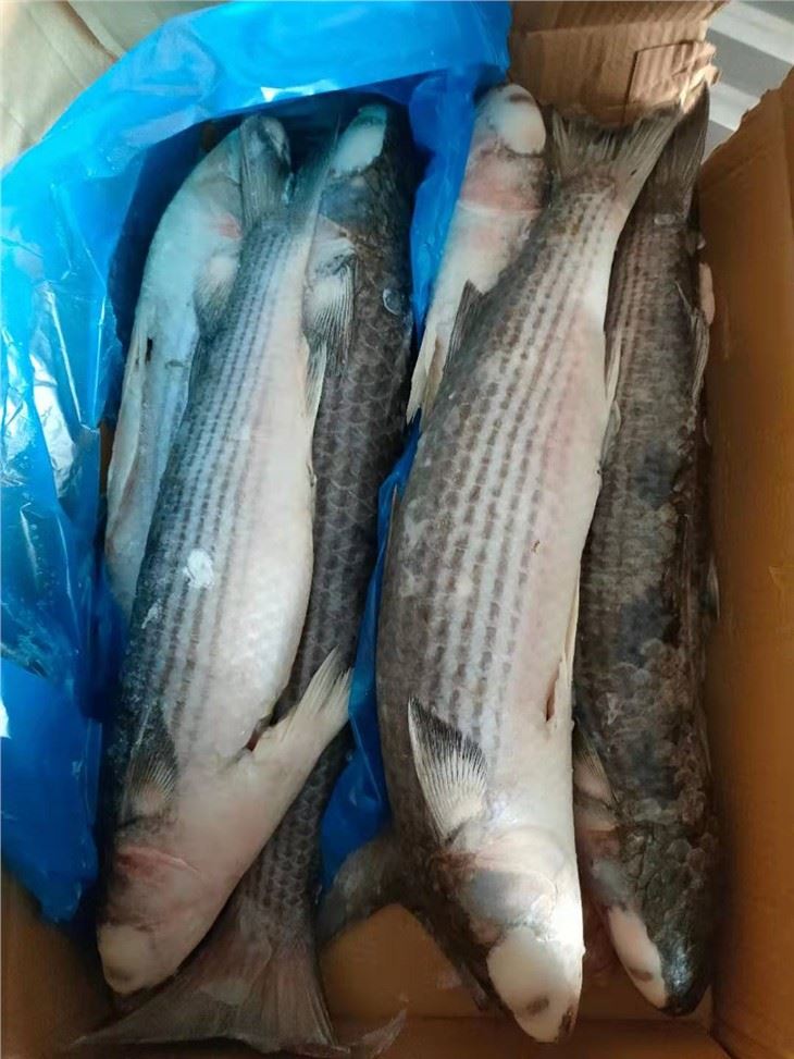 Frozen Grey Mullet Gutted