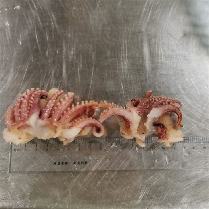 Frozen Small Squid Head Tentacle