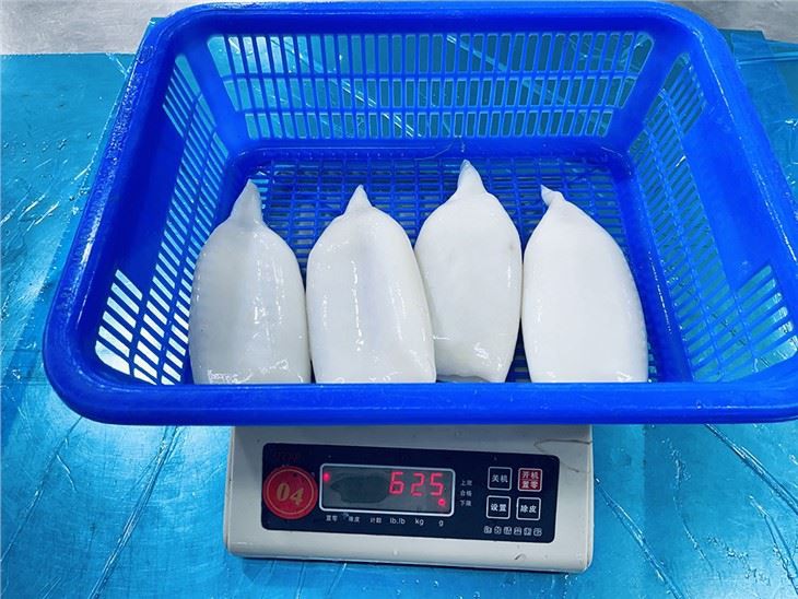 Frozen Squid Tube U4