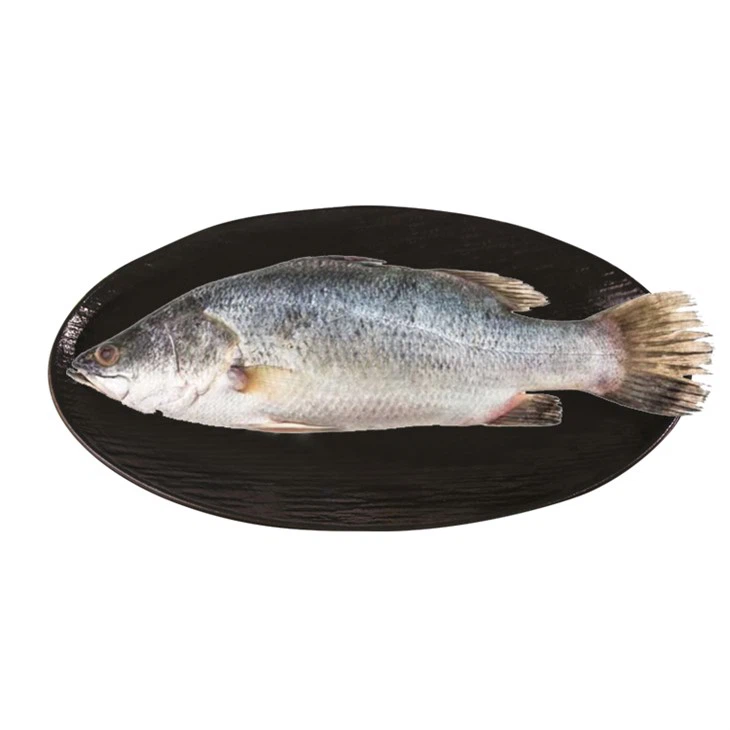 China Frozen Farmed Fish Sea Bass Barramundi Suppliers, Factory