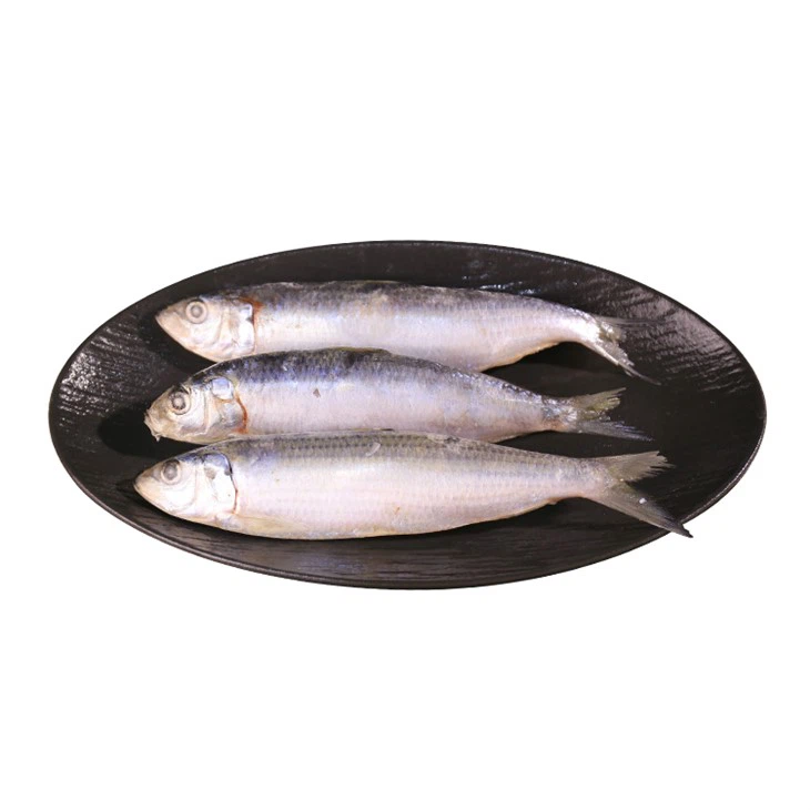 Frozen Sardinella Longiceps