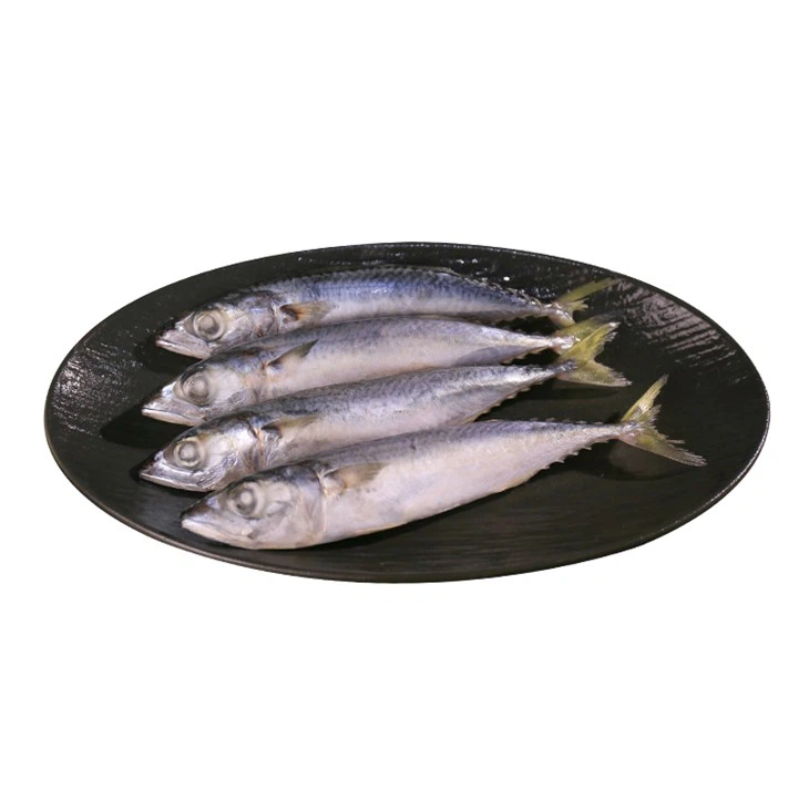 Saba Fish
