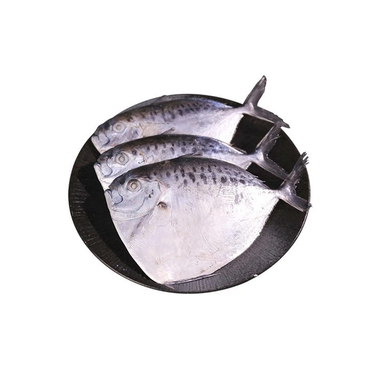 Sea Frozen Moonfish Mene Maculate Sea Frozen Moonfish Mene Maculate