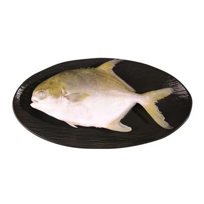Customized Farmed Golden Pomfret