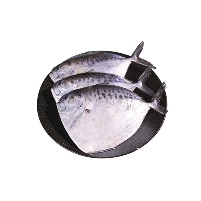 Customized Frozen Ponyfish
