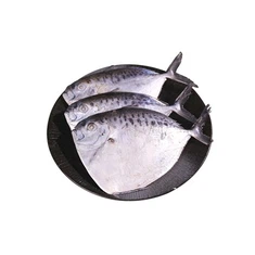 FROZEN MOONFISH - Mene Maculata