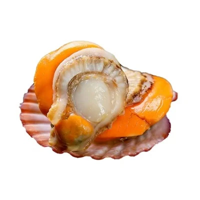 Frozen Pectinidae
