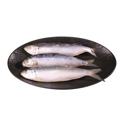 Frozen Sardinops Melanostictus