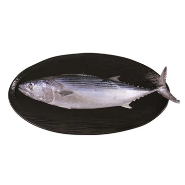 Frozen Striped Bonito