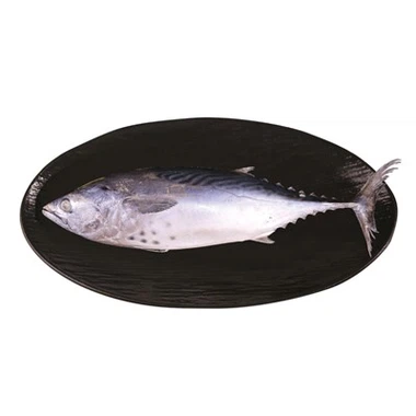Frozen Three Spotted Bonito Tuna