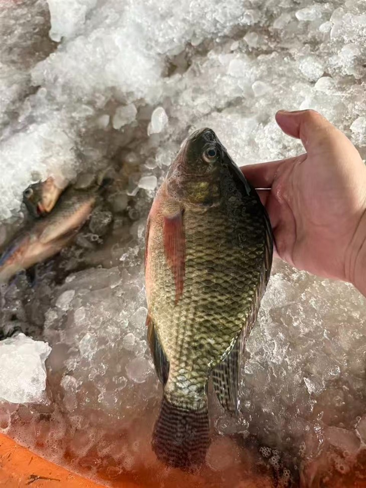 Frozen African Perch best