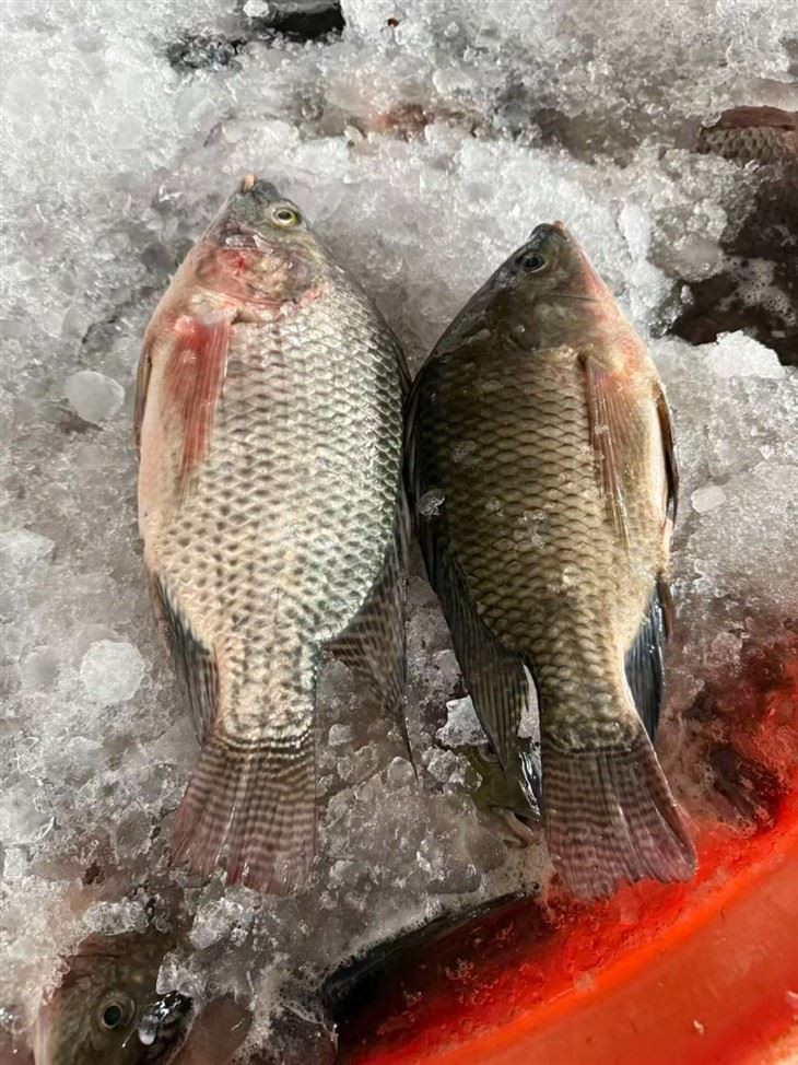Frozen African Perch suppliers