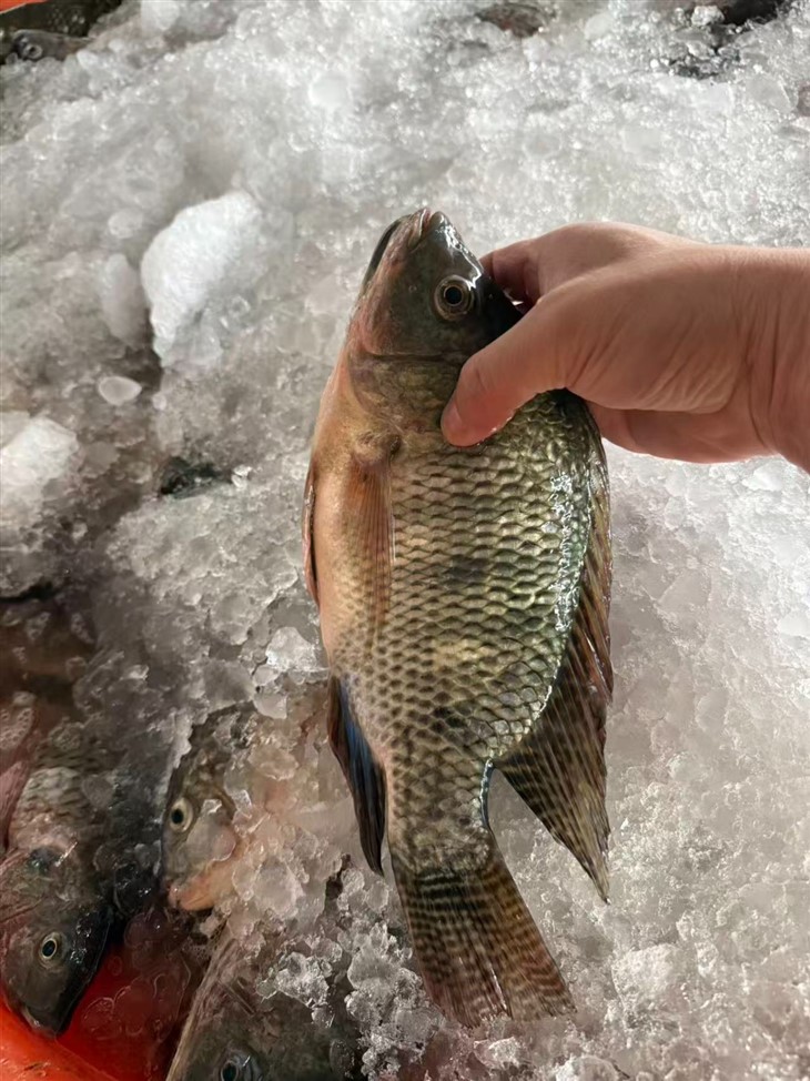 Frozen African Perch high quality