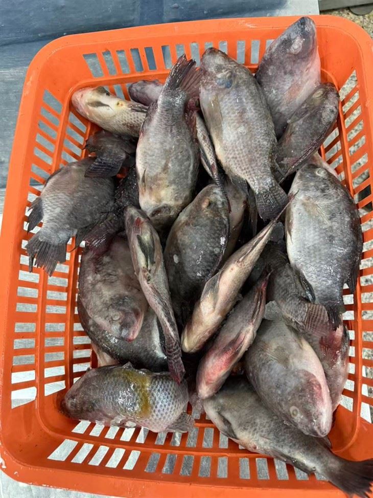 Frozen African Perch factory