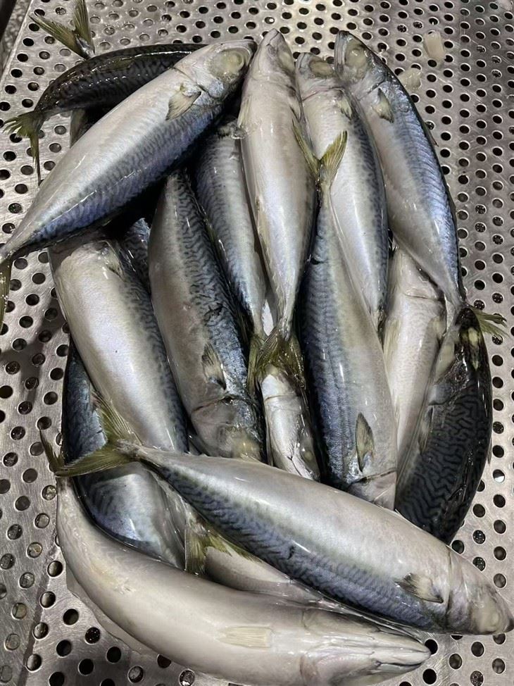 Frozen Alumahan Fish high quality