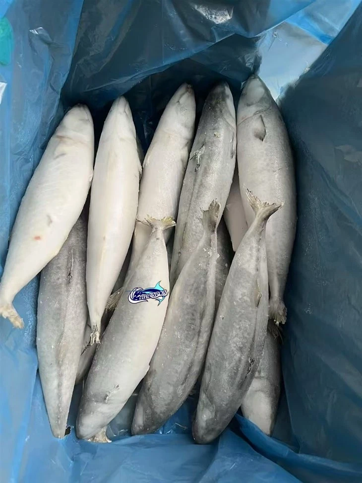 Frozen Alumahan Fish factory