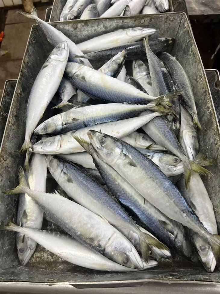 Frozen Alumahan Fish price