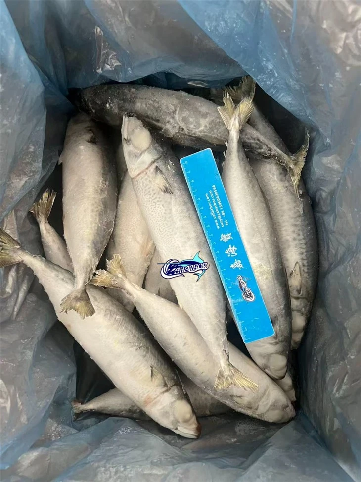 Frozen Alumahan Fish suppliers