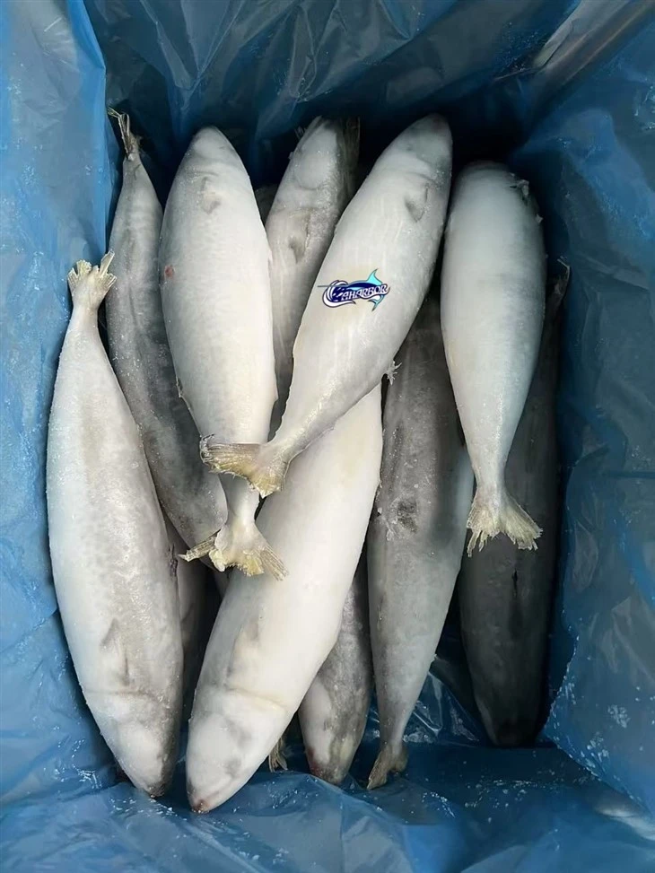 Frozen Alumahan Fish best