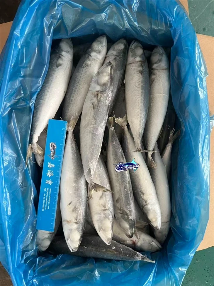 Frozen Alumahan Mackerel suppliers