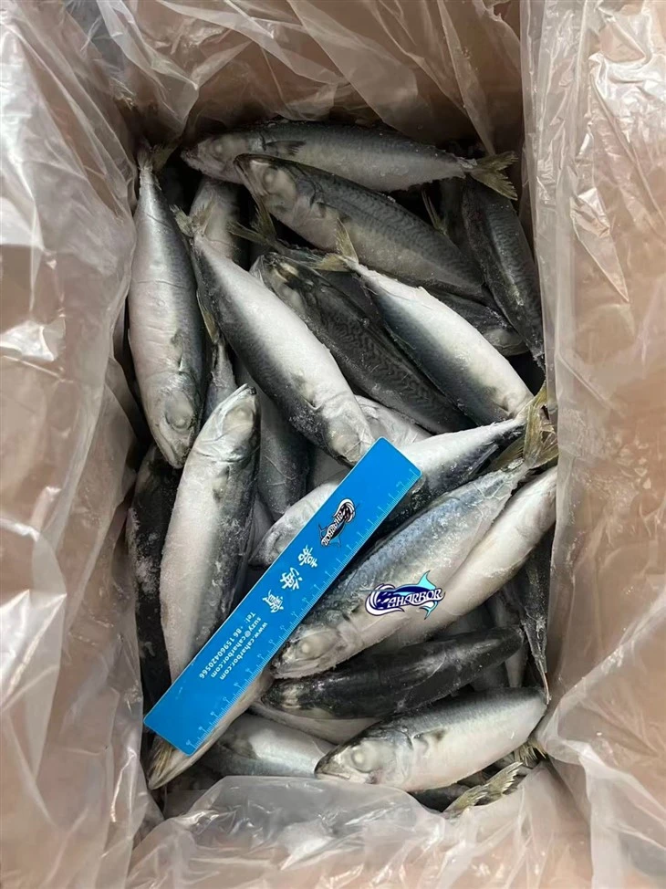 Frozen Alumahan Mackerel high quality