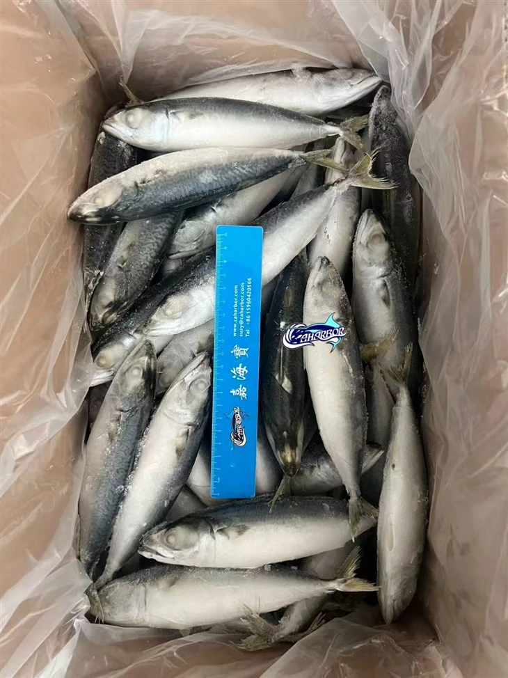 Frozen Alumahan Mackerel best