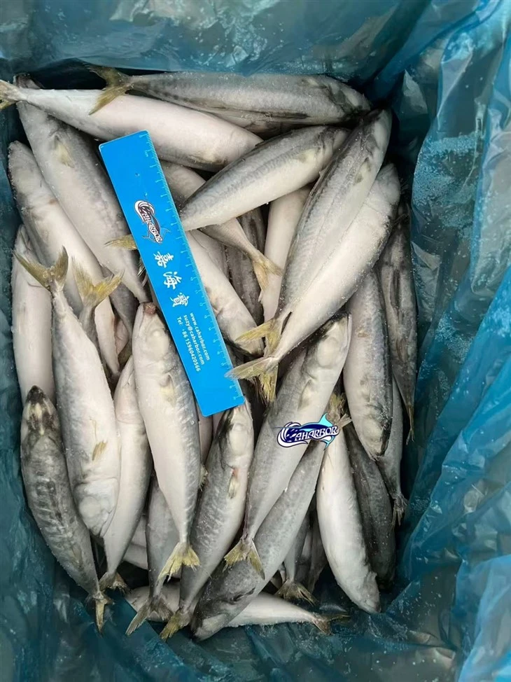 Frozen Alumahan Mackerel factory