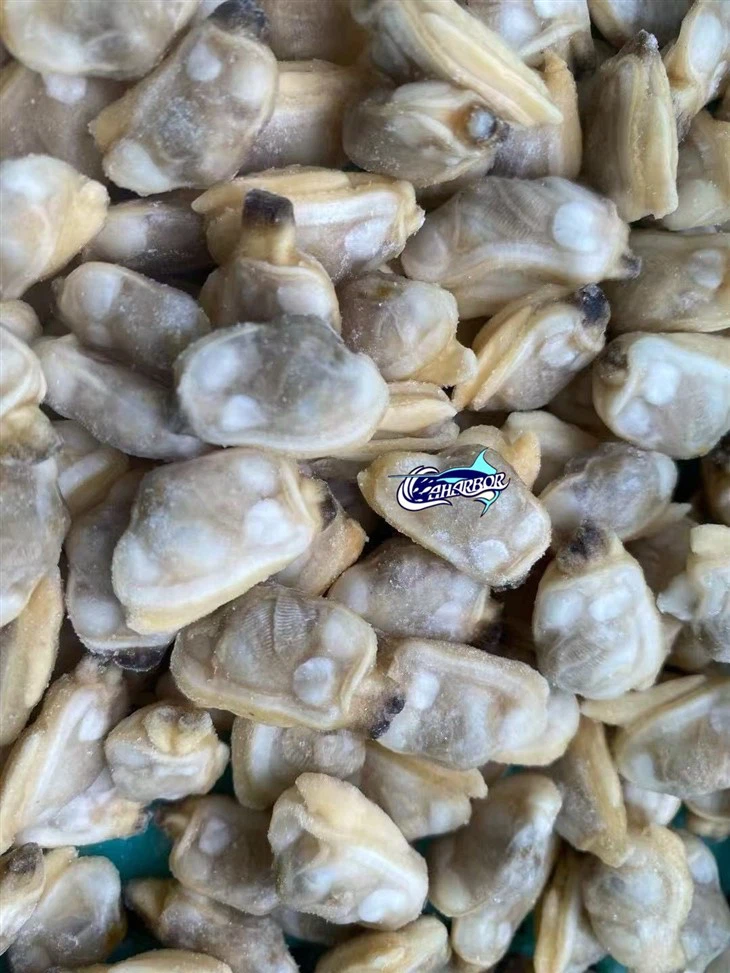 Frozen Asian Clam Meat