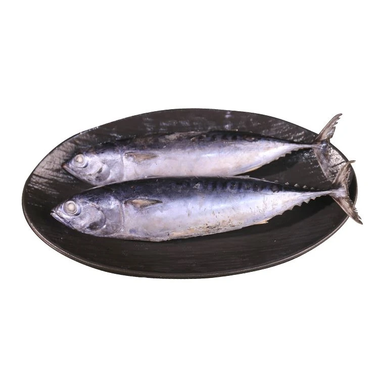 Frozen Bonito Fish