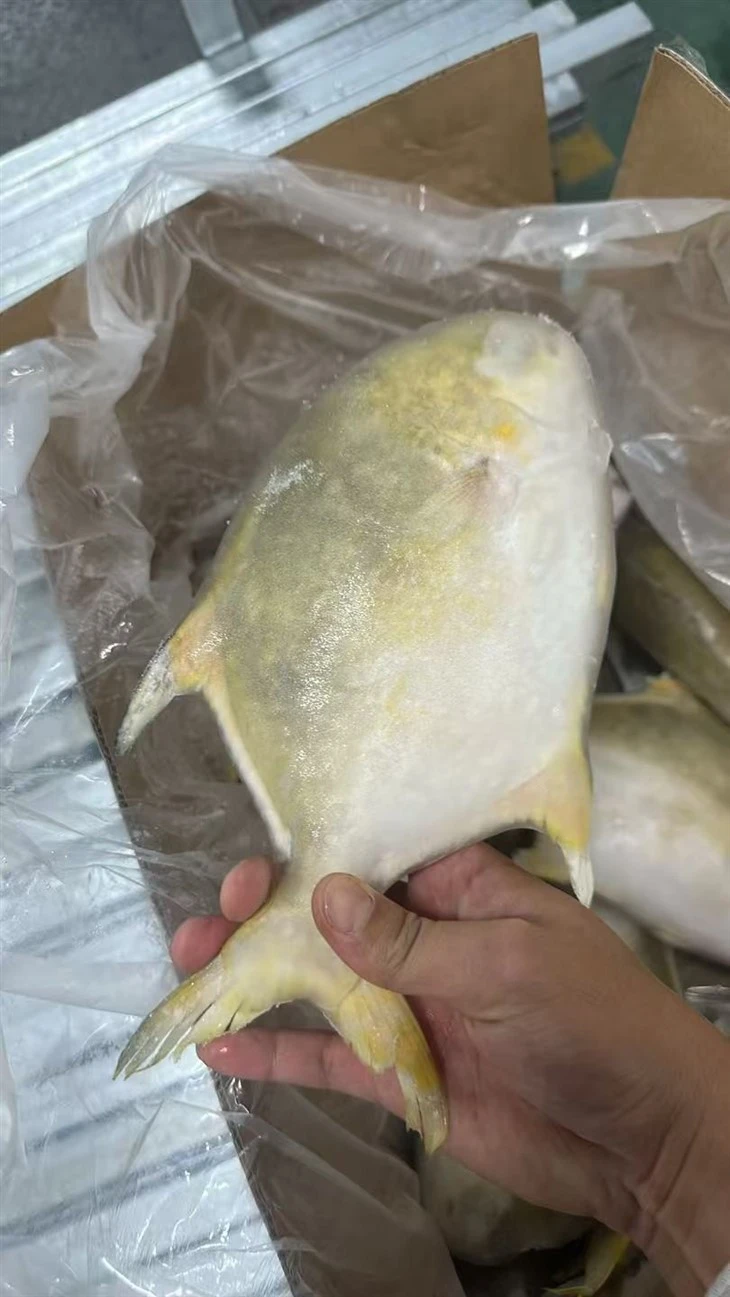 Frozen Bawal Emas Fish factory