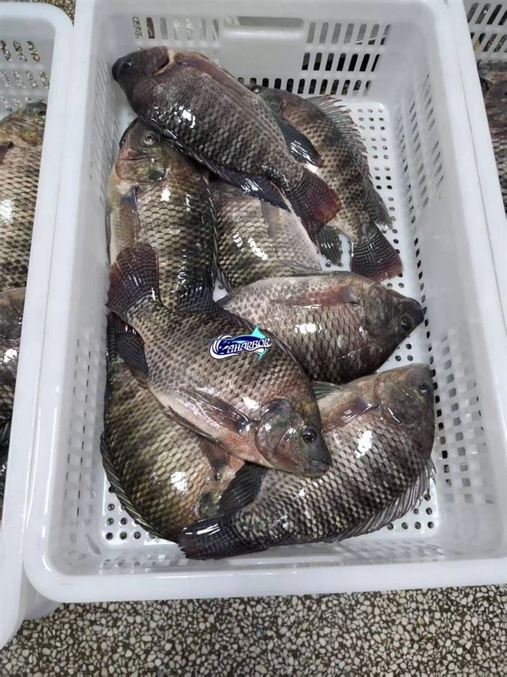Frozen Bluetilapia Fish suppliers